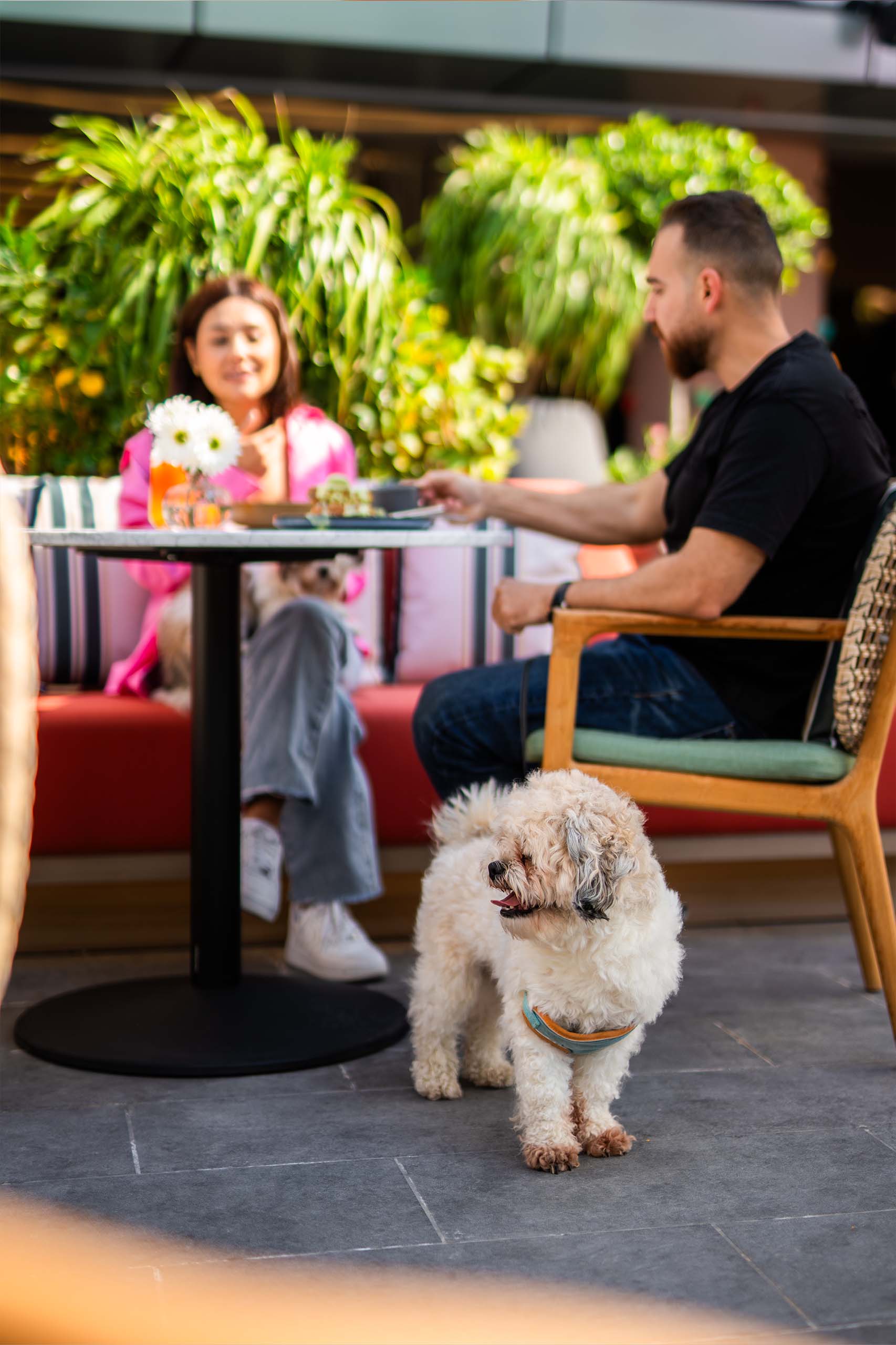 What To Keep In Mind Before Visiting Dog Friendly Cafes